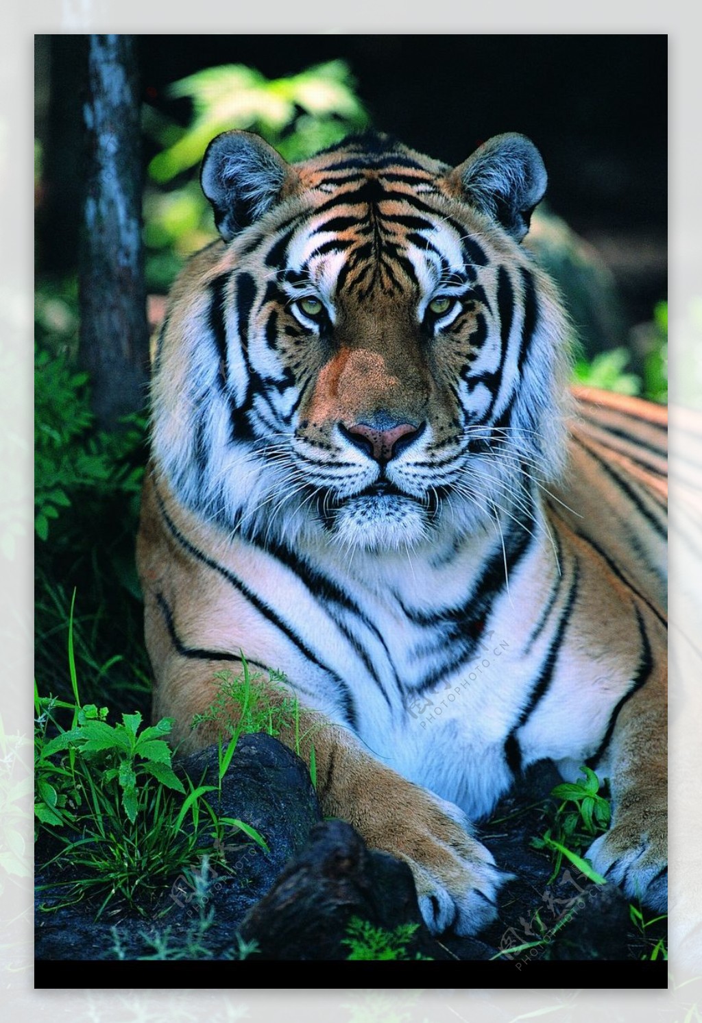 狮虎豹0236