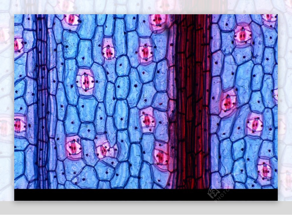 细胞微观世界0003