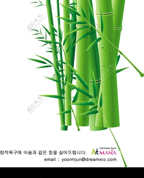 竹子荷花植物0040