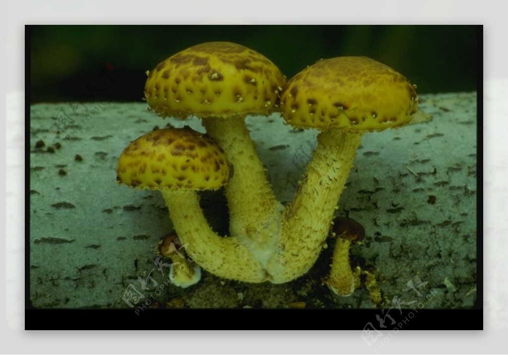 野生蘑菇0028