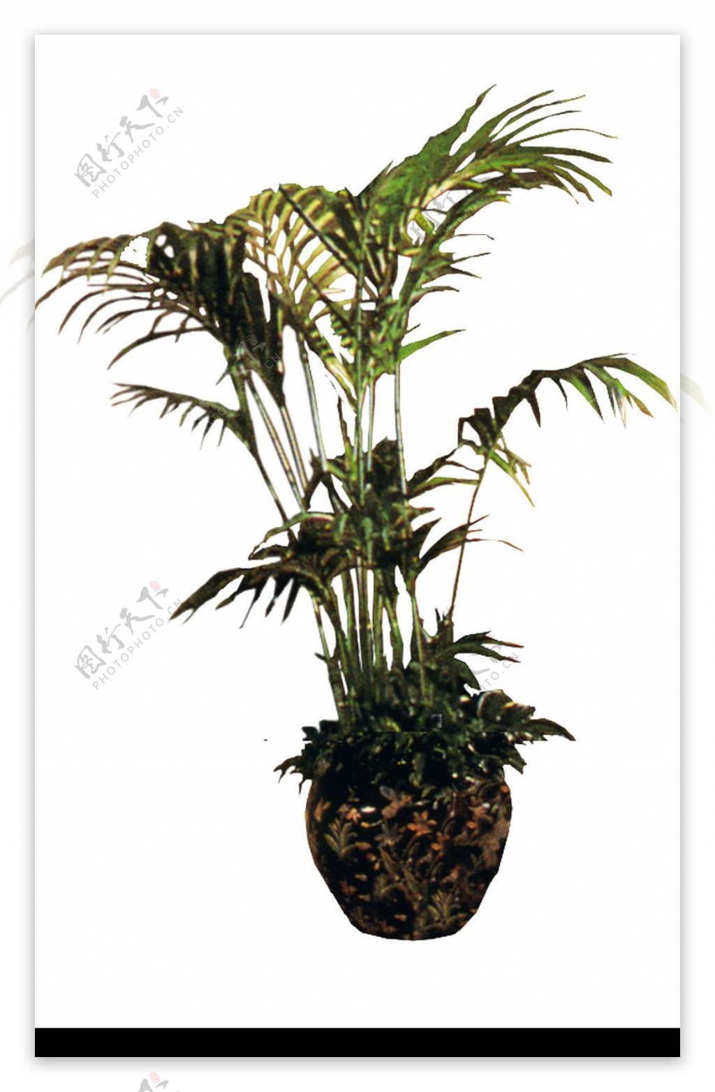 盆栽植物0216