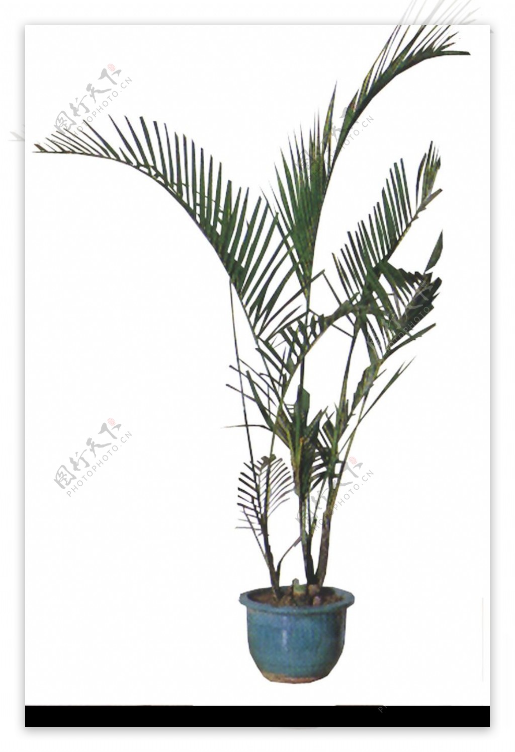 盆栽植物0228