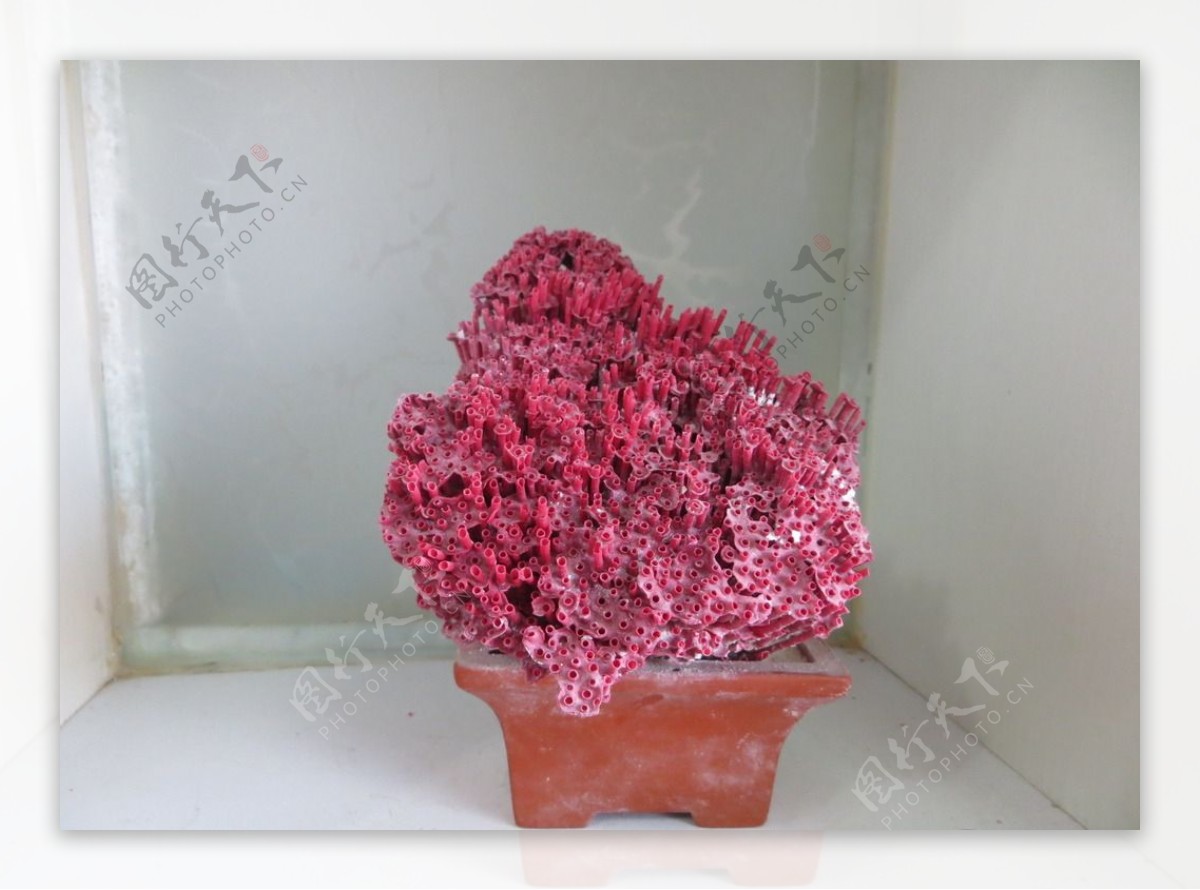工艺品红珊瑚