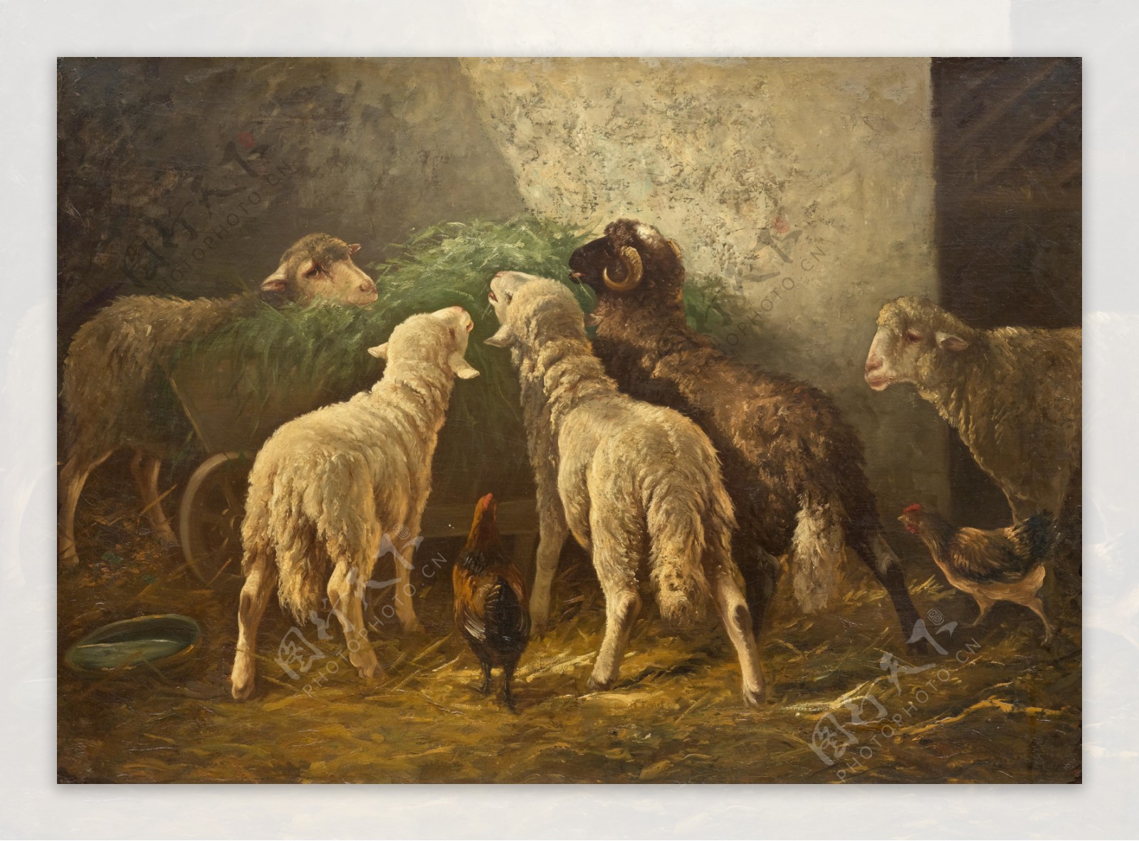 谷仓里的绵羊