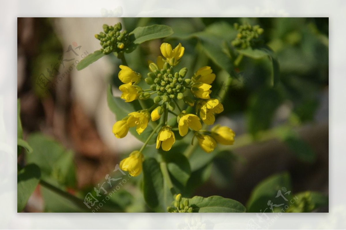 油菜花