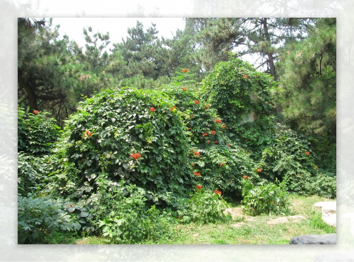 植物园风景