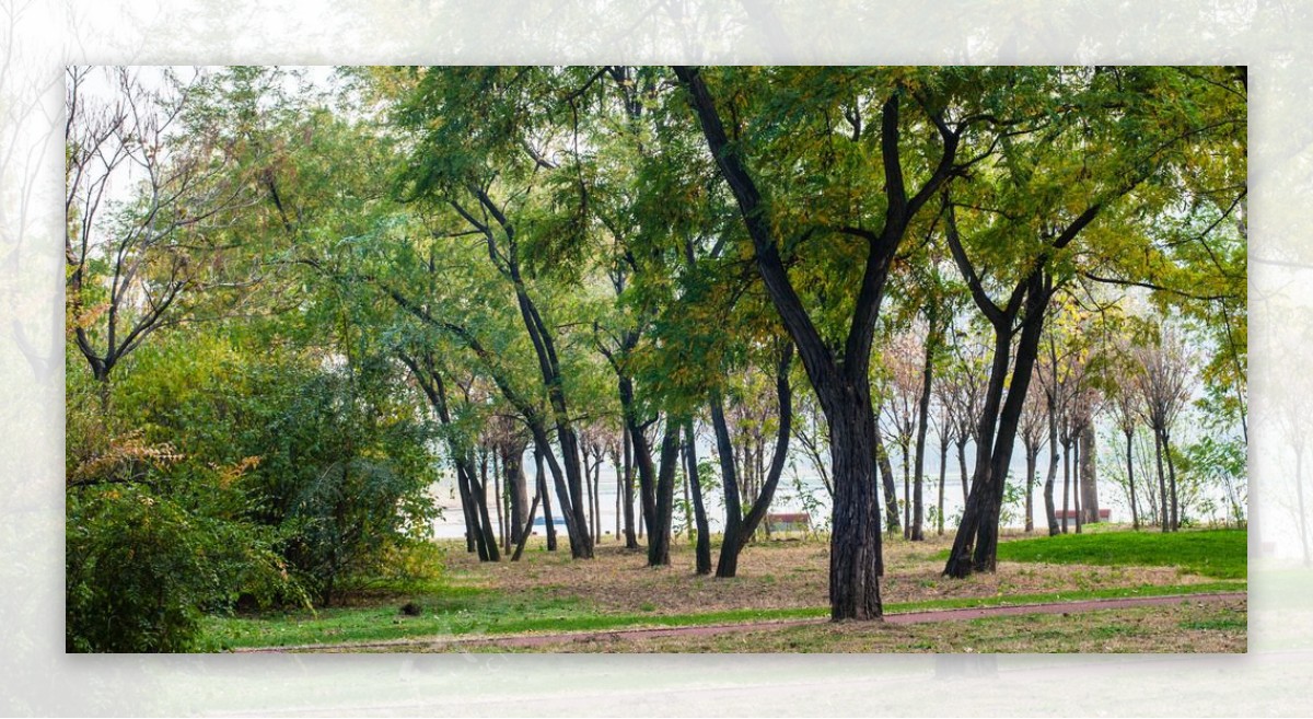 五里河公园的槐树林