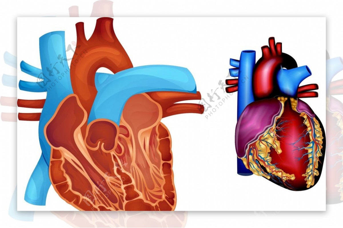 人体心脏器官