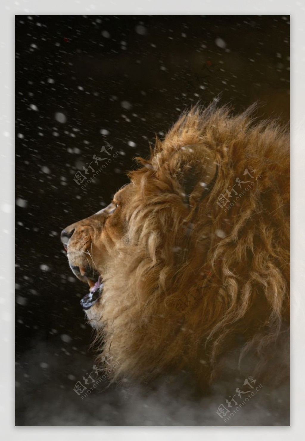 狮子迷雾飘雪