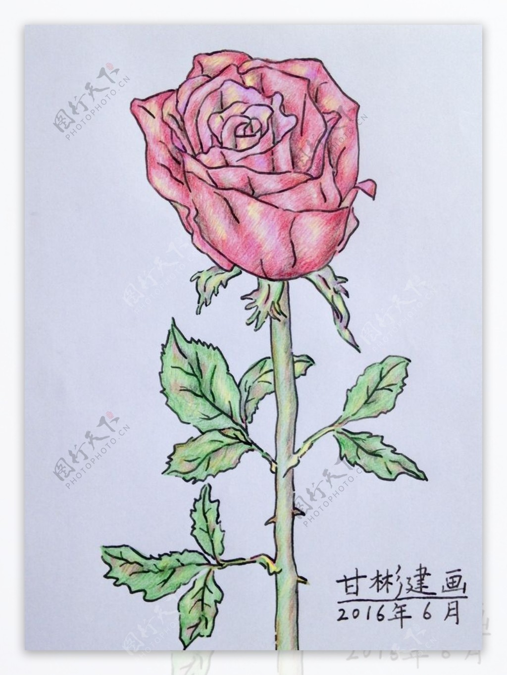 玫瑰花钢笔彩铅画