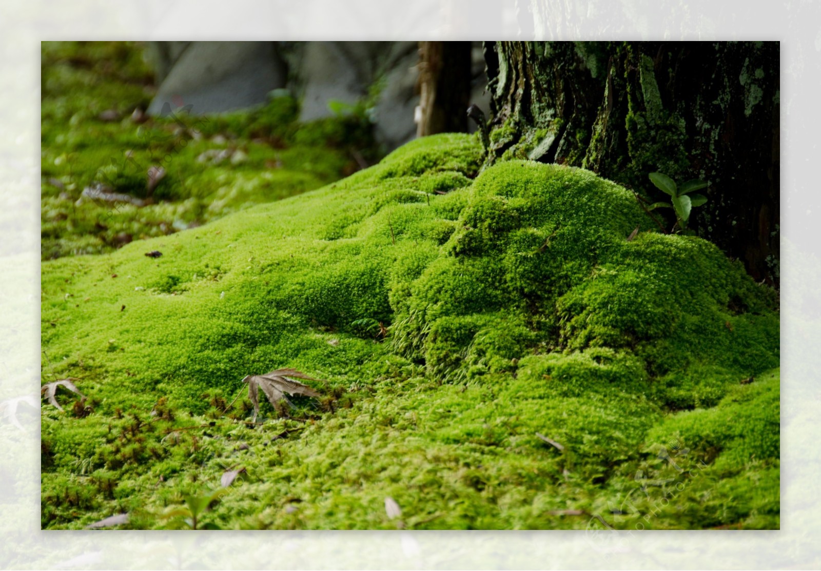 大自然苔藓植物微景观