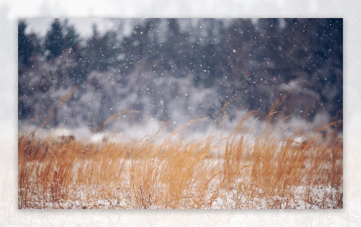 飘雪的冬季