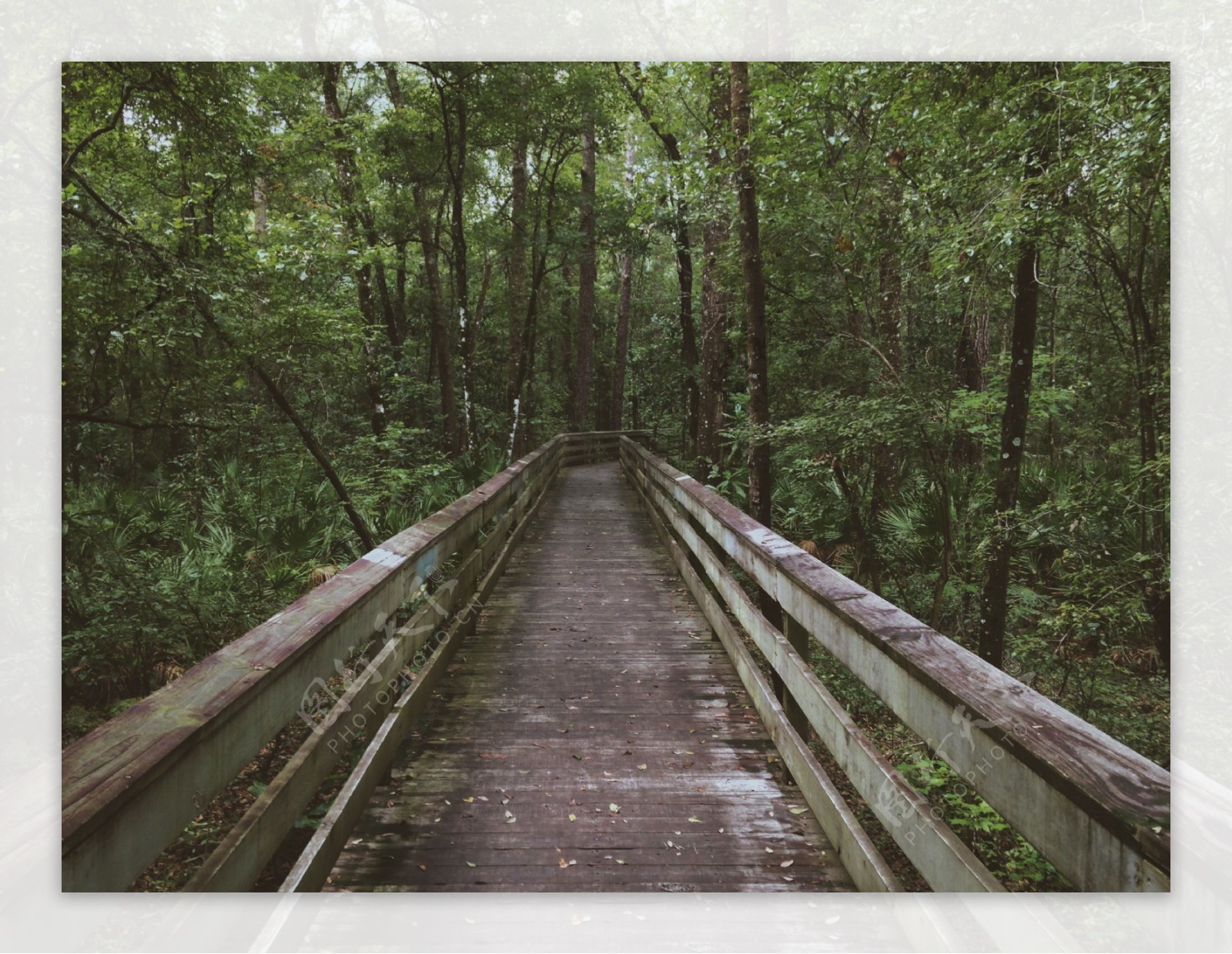 树林深处的小木桥