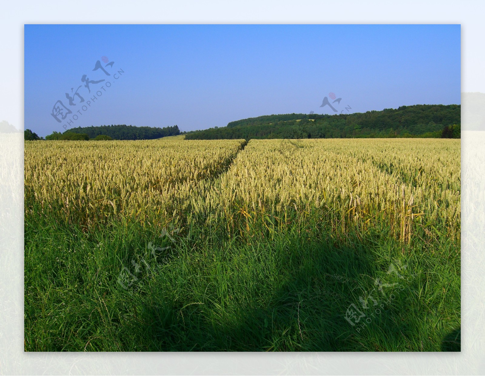 麦田小麦成熟