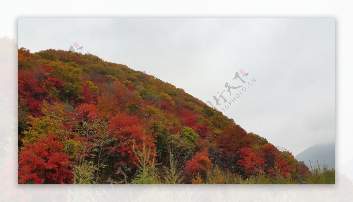 秋色山上的红叶
