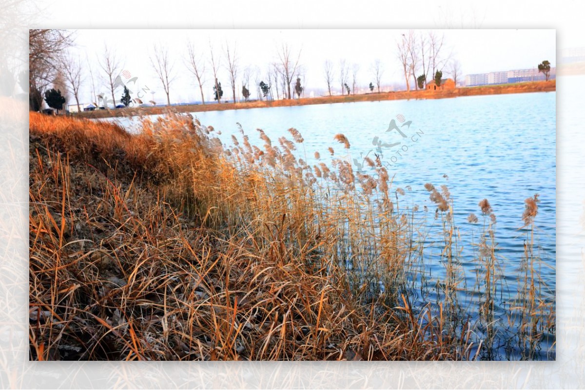 湖边野草
