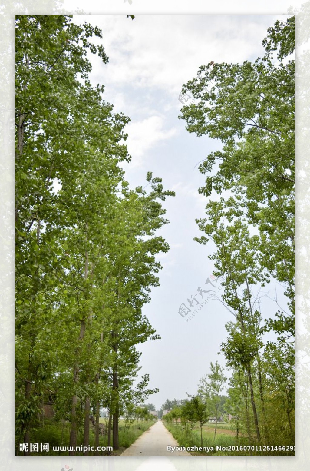 超过 200 张关于“杨树”和“自然”的免费图片 - Pixabay