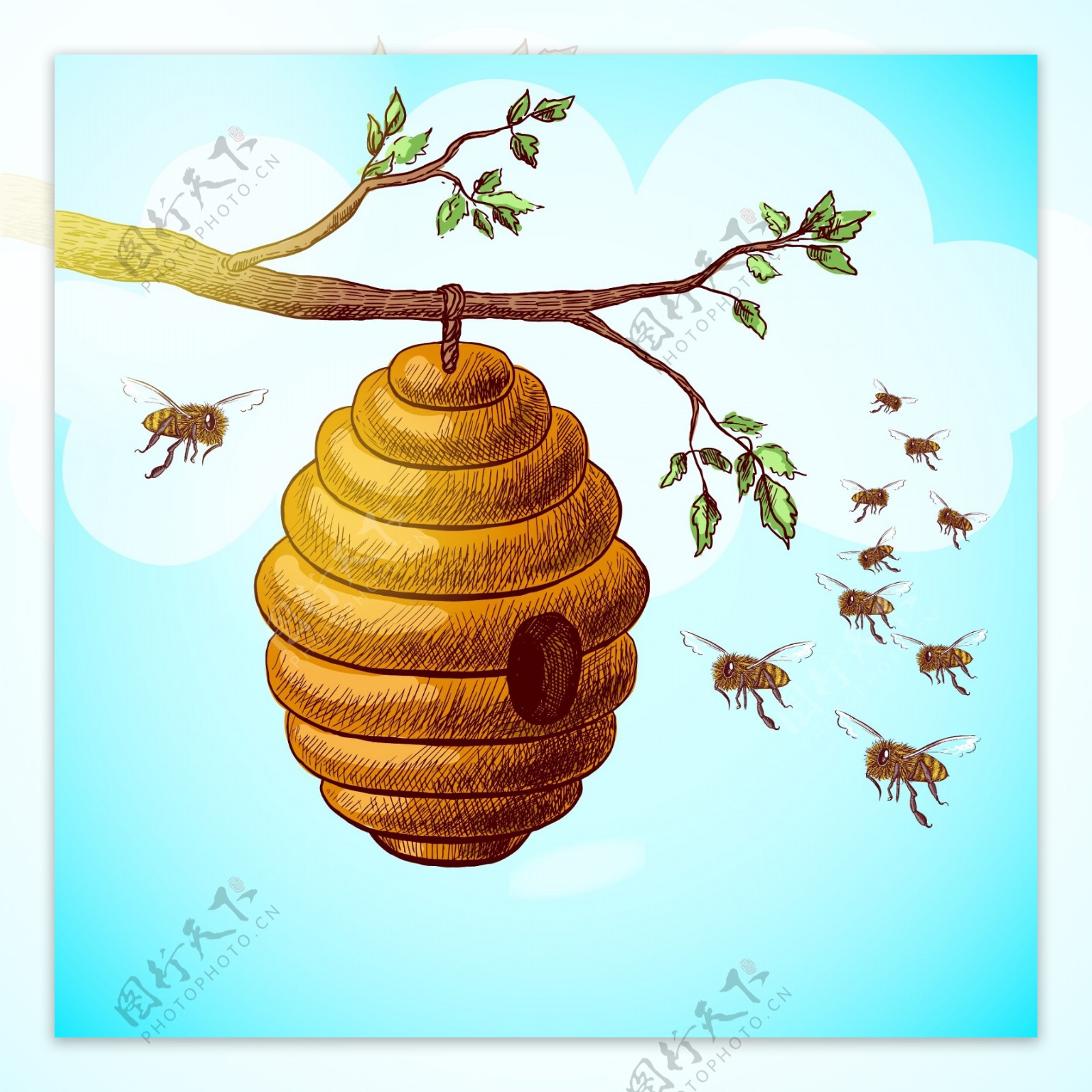 手绘蜂窝蜜蜂插图