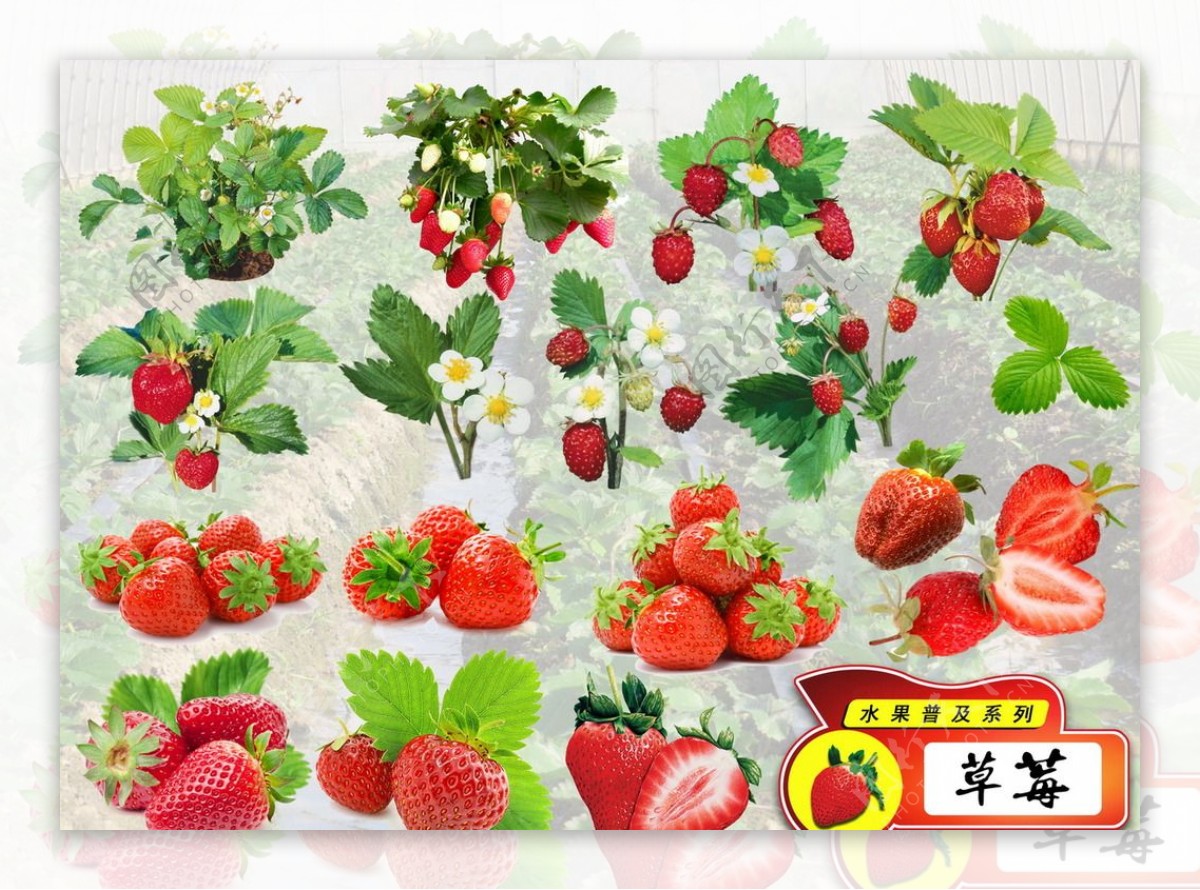 psd水果普及系列之草莓