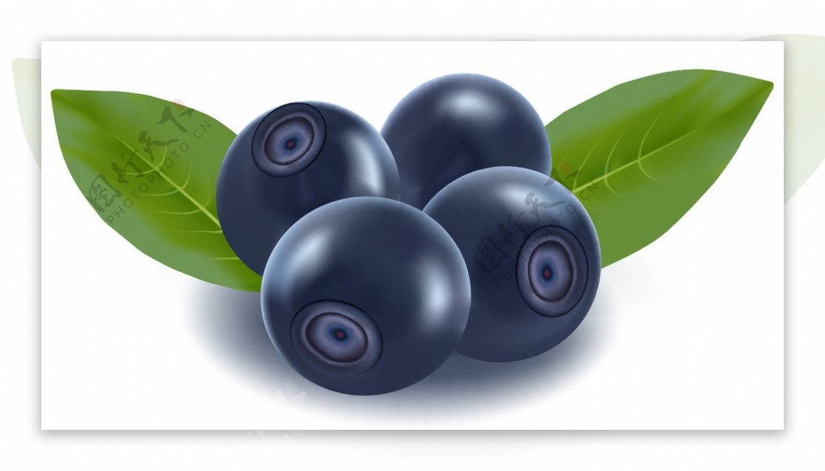 蓝莓水果矢量素材