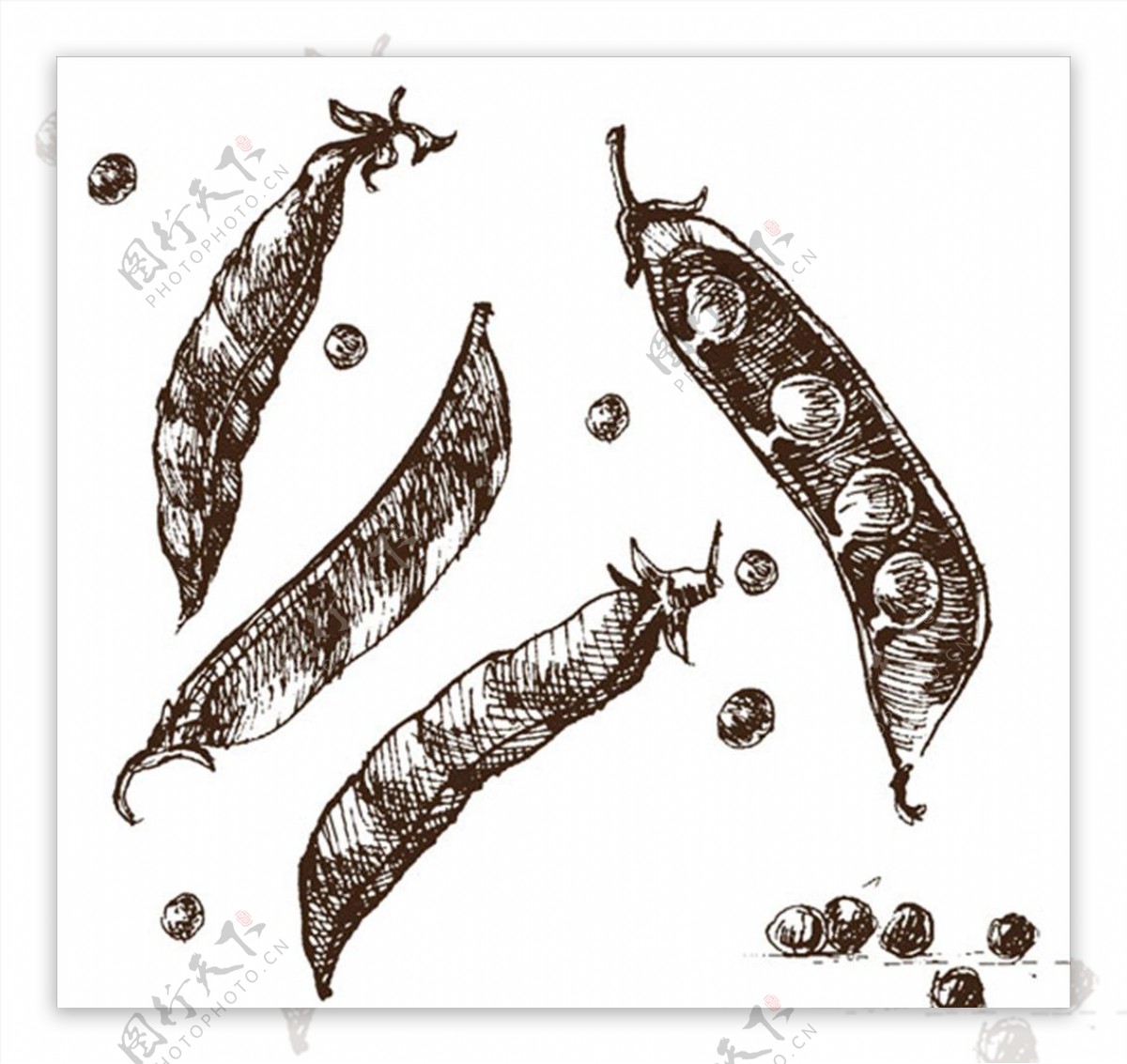 手绘素描豌豆插图