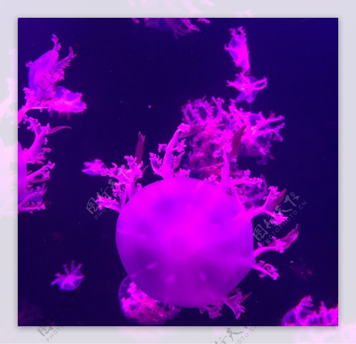 紫色水母