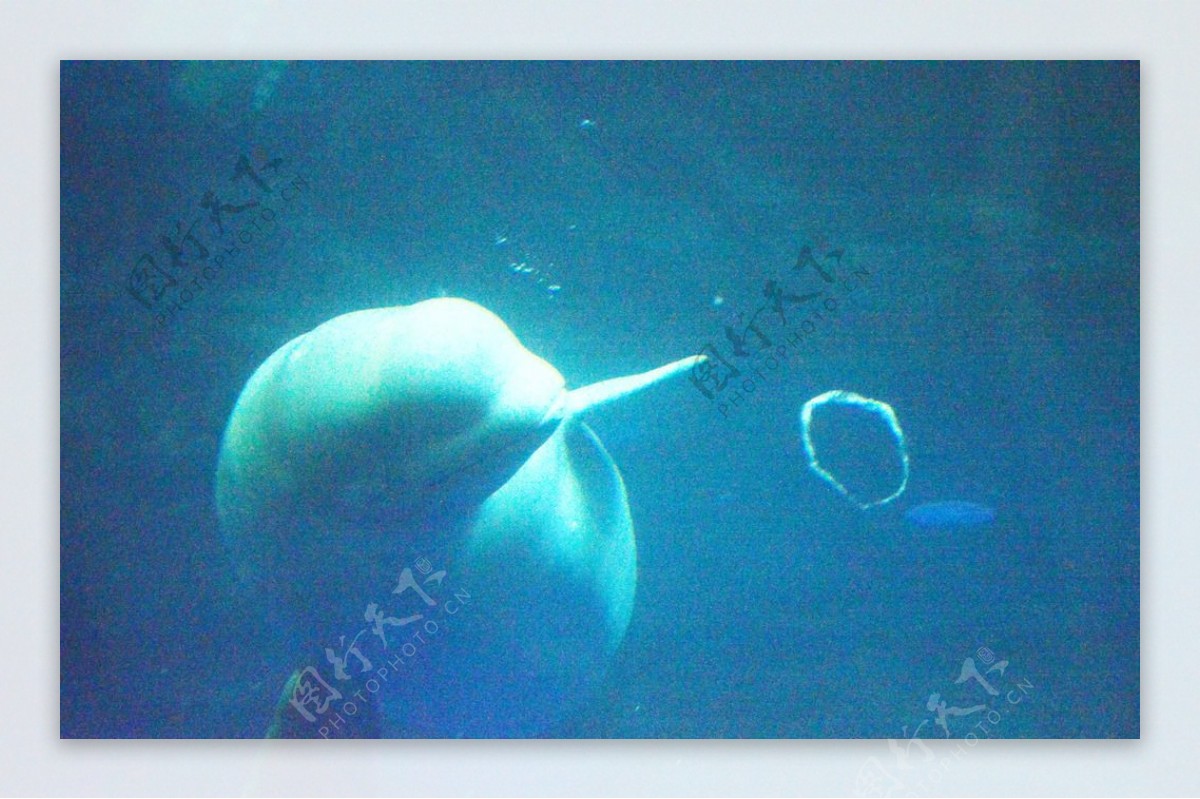 白鲸泡泡摄影