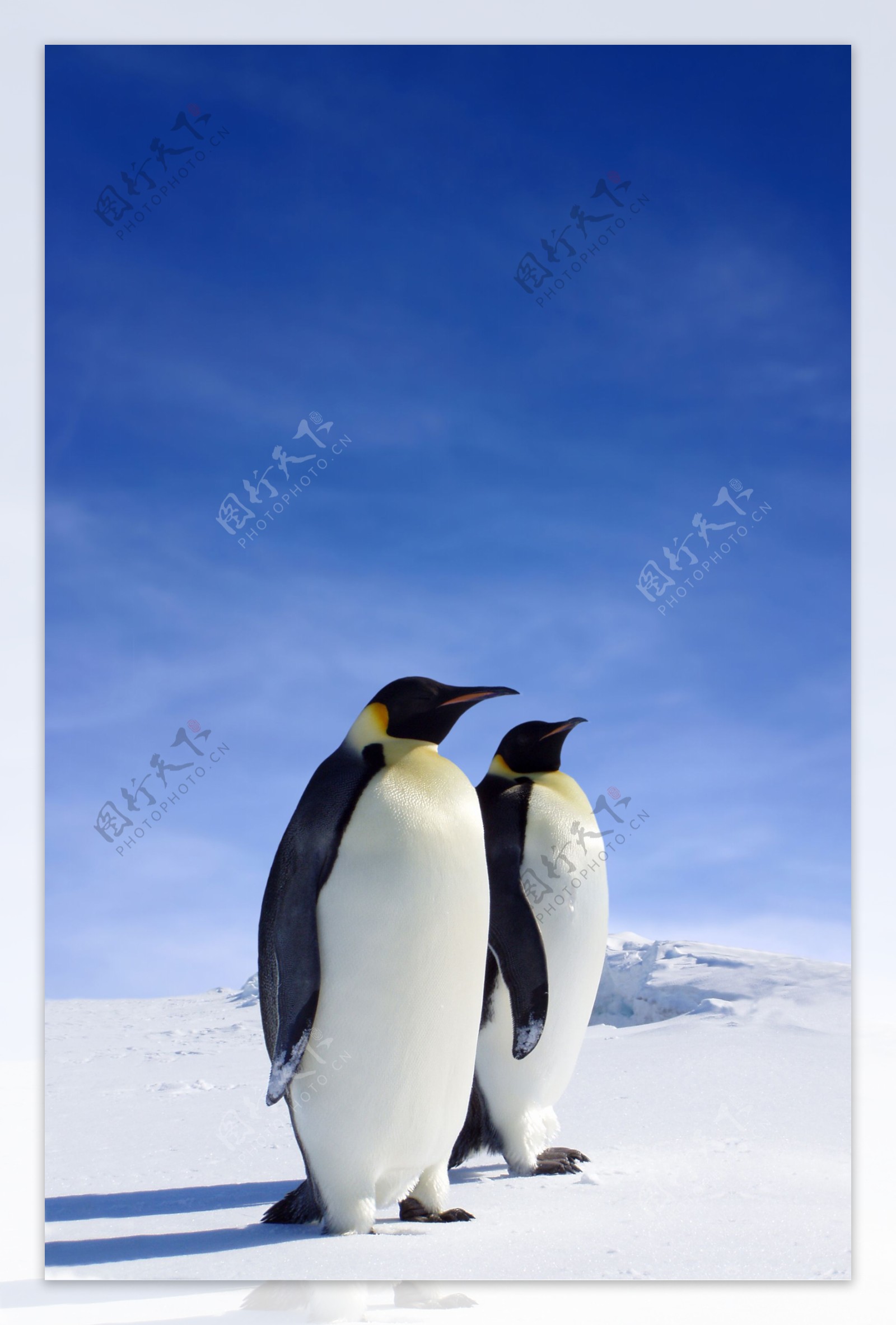 南极帝企鹅摄影