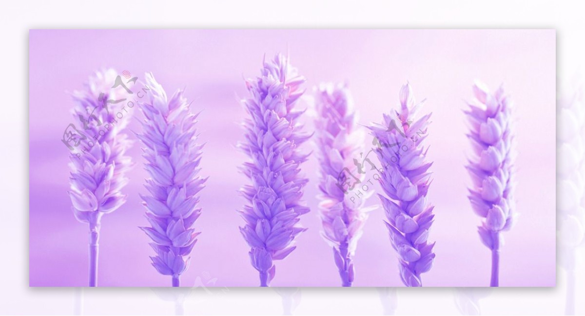 紫色花穗