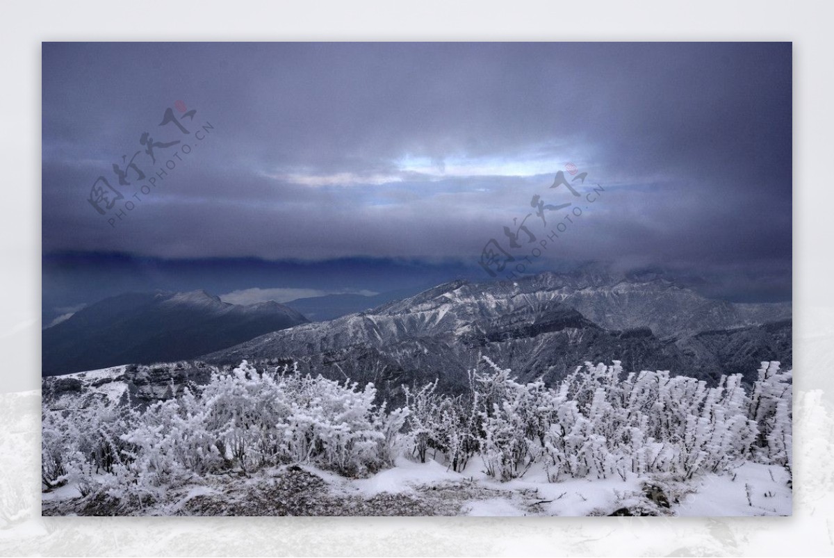 冰雪松