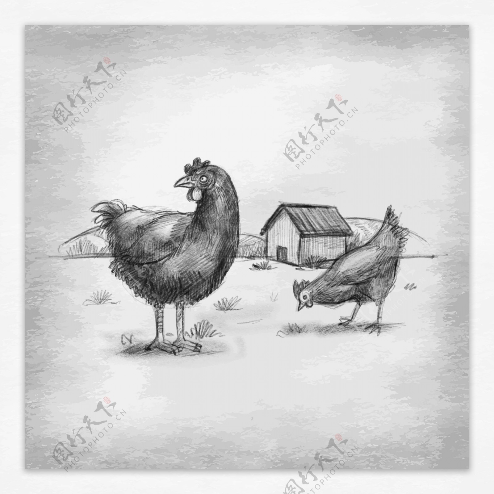 手绘素描农场养的鸡