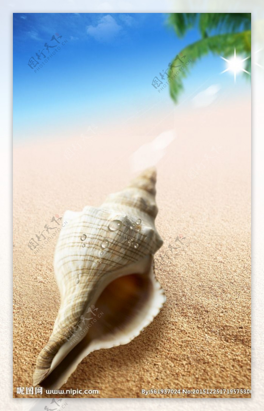 沙滩贝壳海星海螺可爱