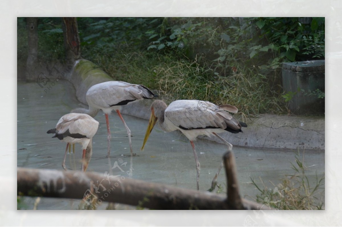 动物园鸟类采风北京摄影