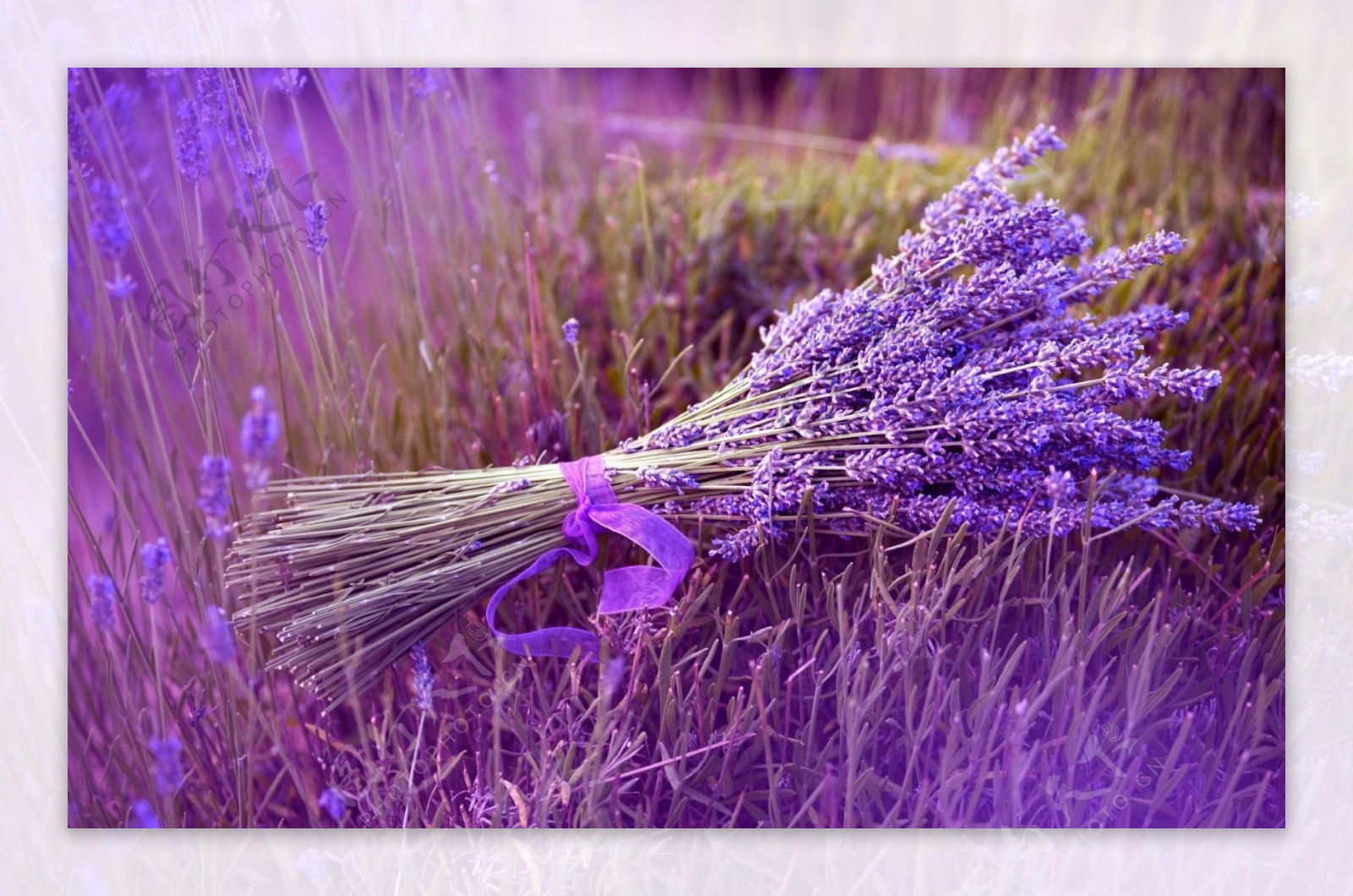 紫色梦幻薰衣草花束