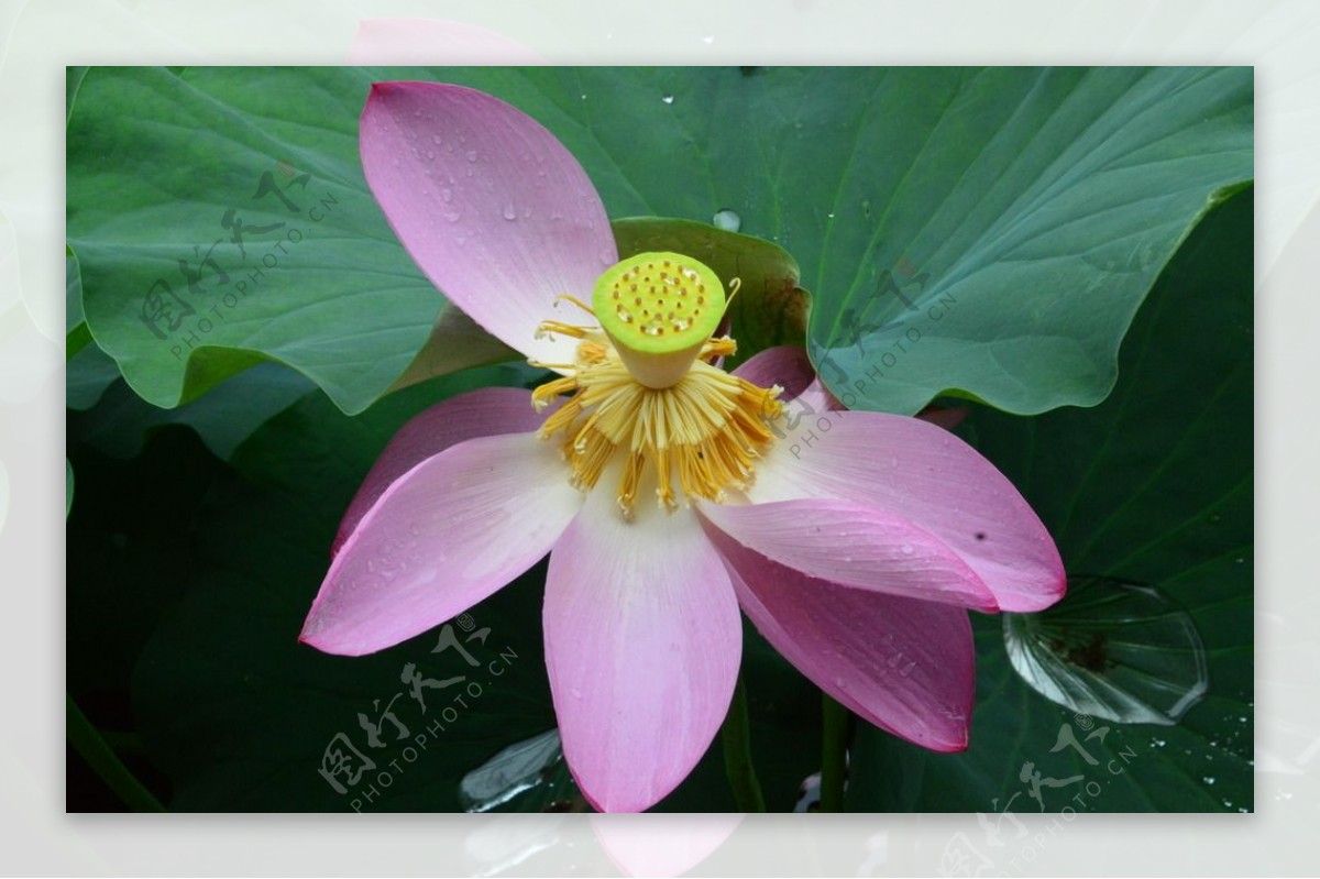 雨露荷花