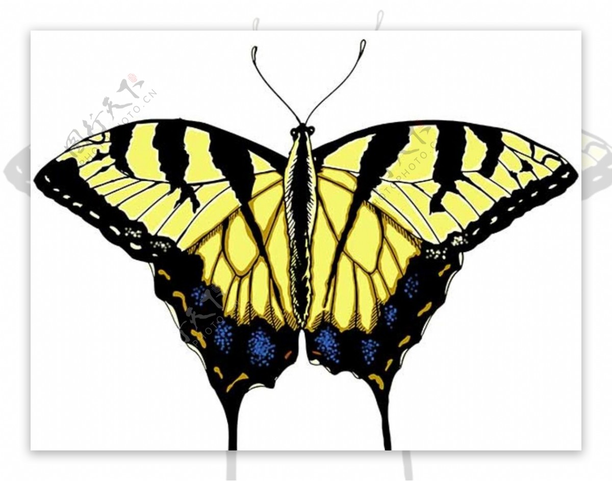 黄色黑边高清蝴蝶