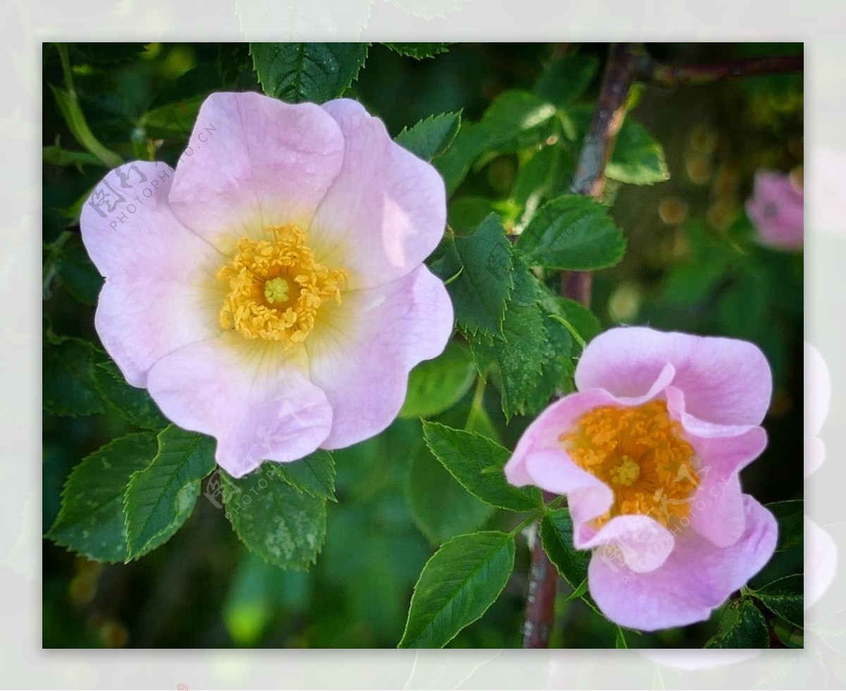 野生玫瑰花