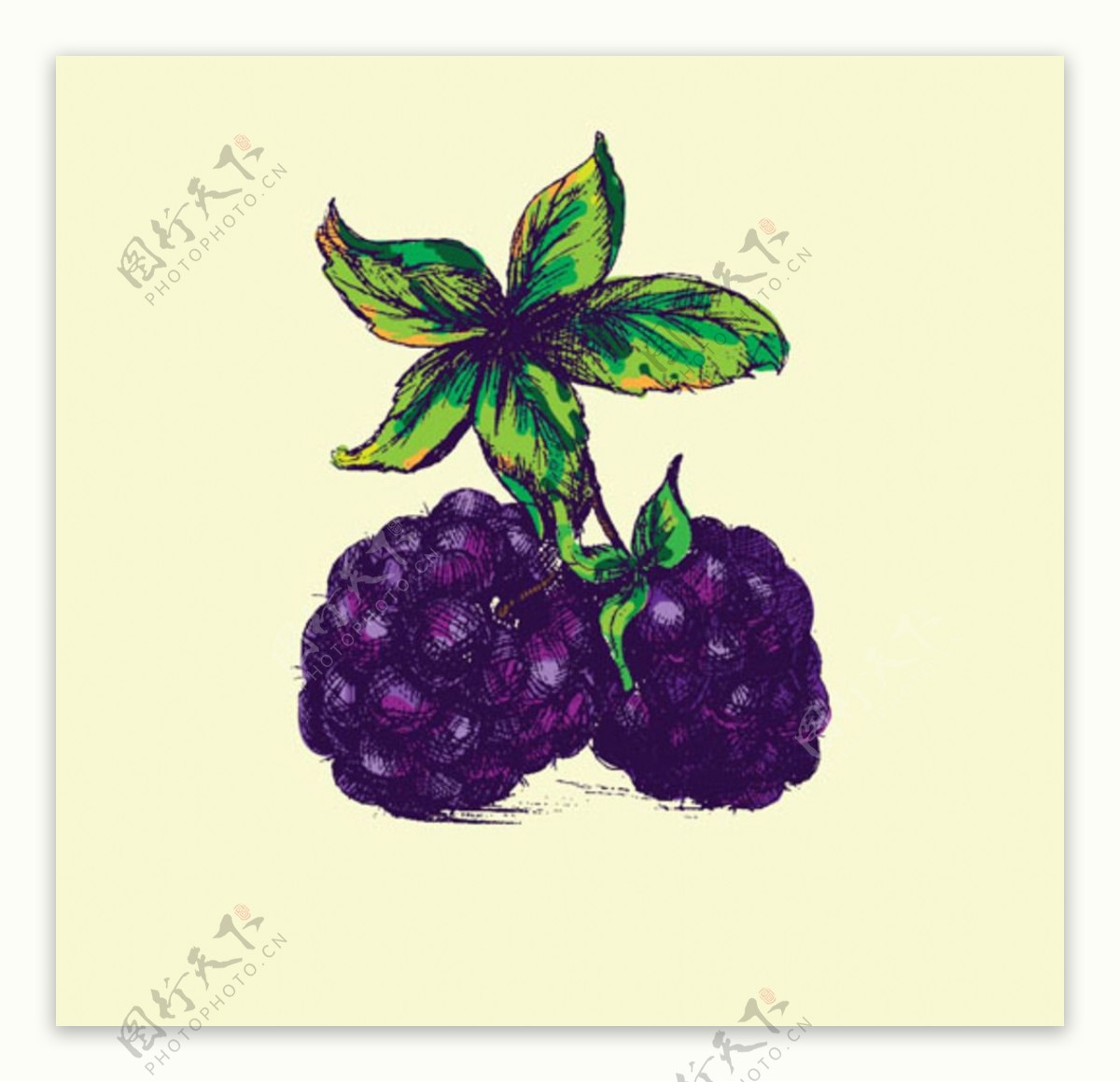 手绘树莓黑莓