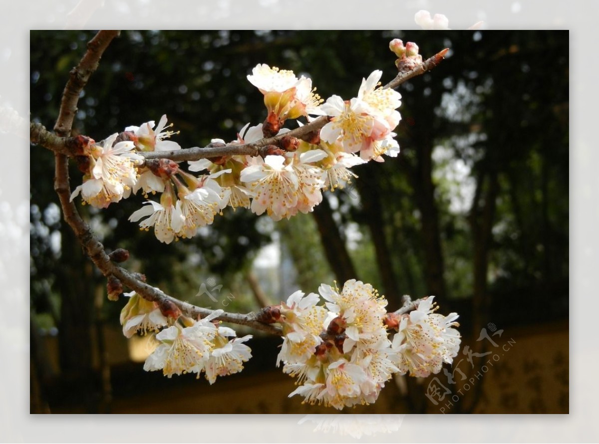 樱桃花