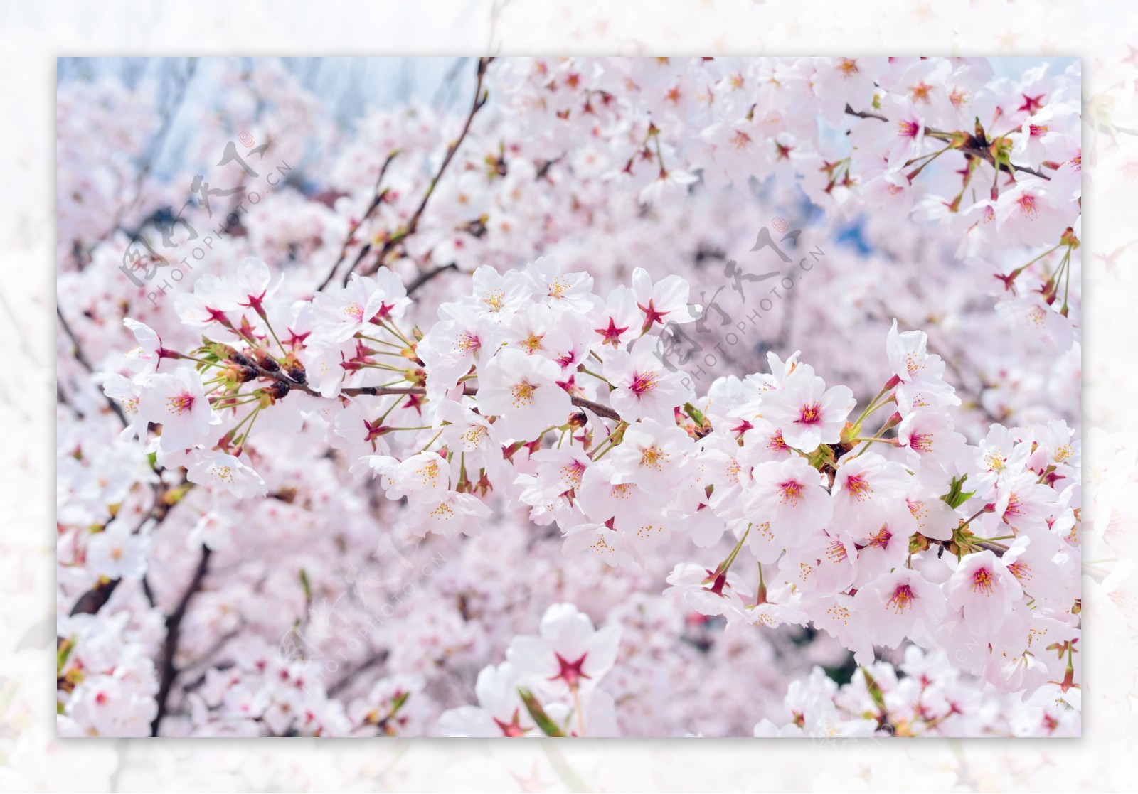 日本樱花盛开