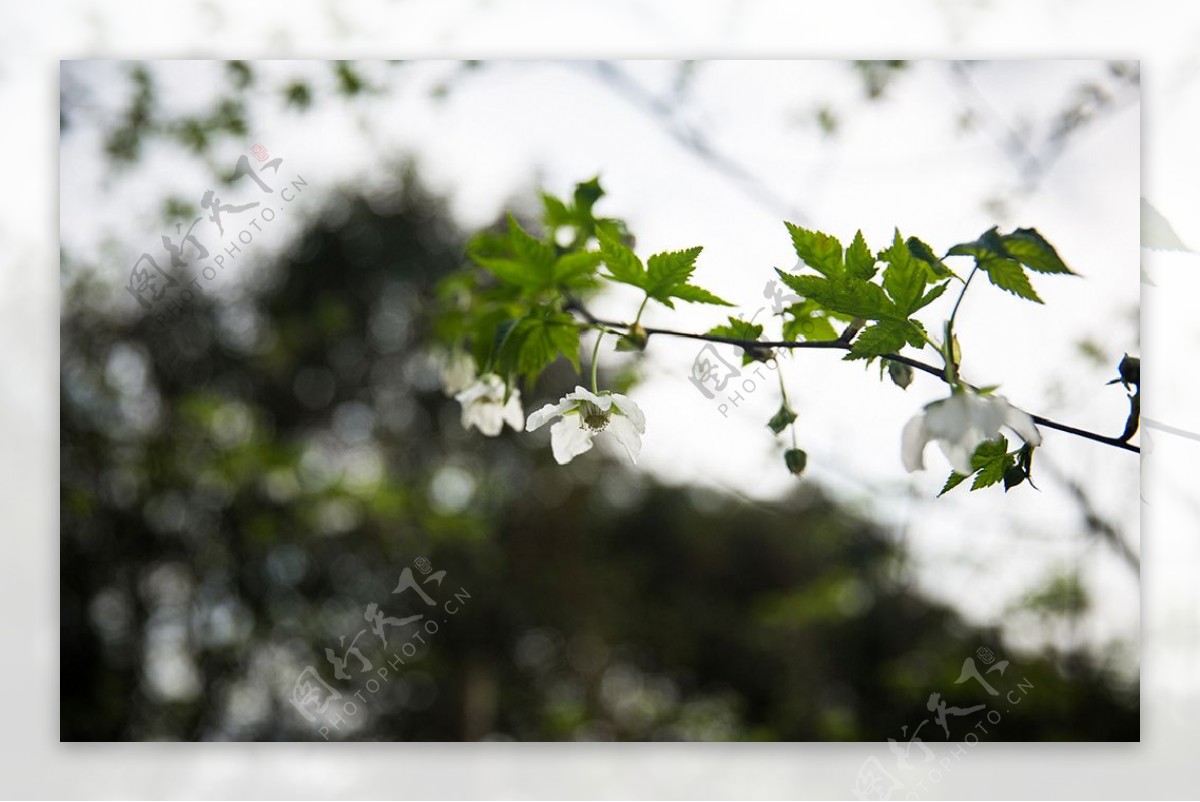 掌叶覆盆子花