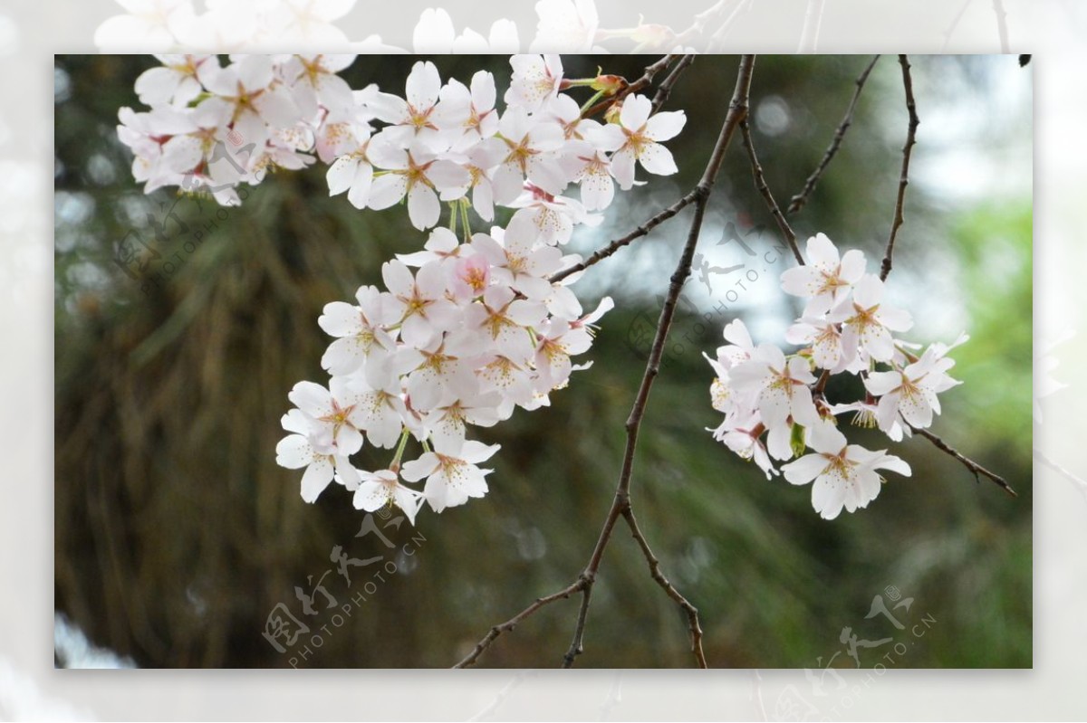 樱花