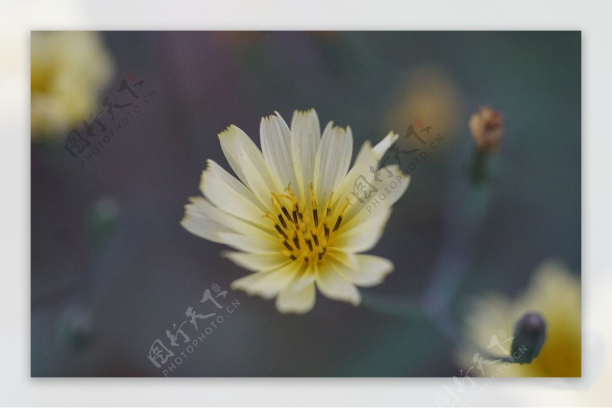 田野苦菊花蒲公英花朵