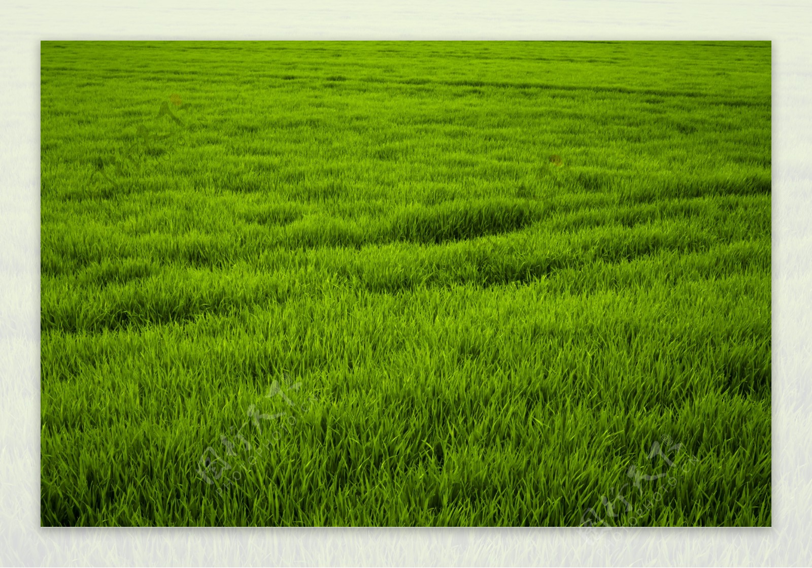 绿色稻田风光