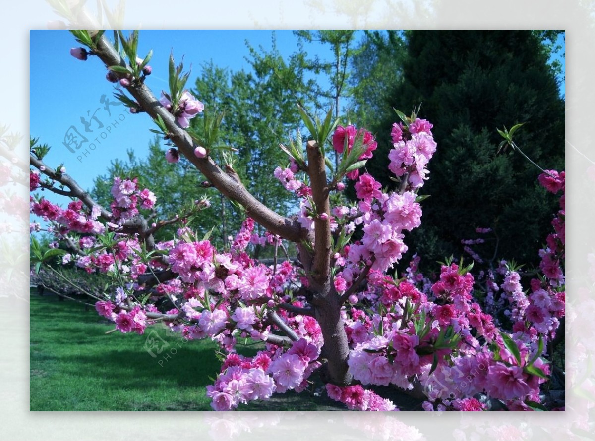 盛放桃花树
