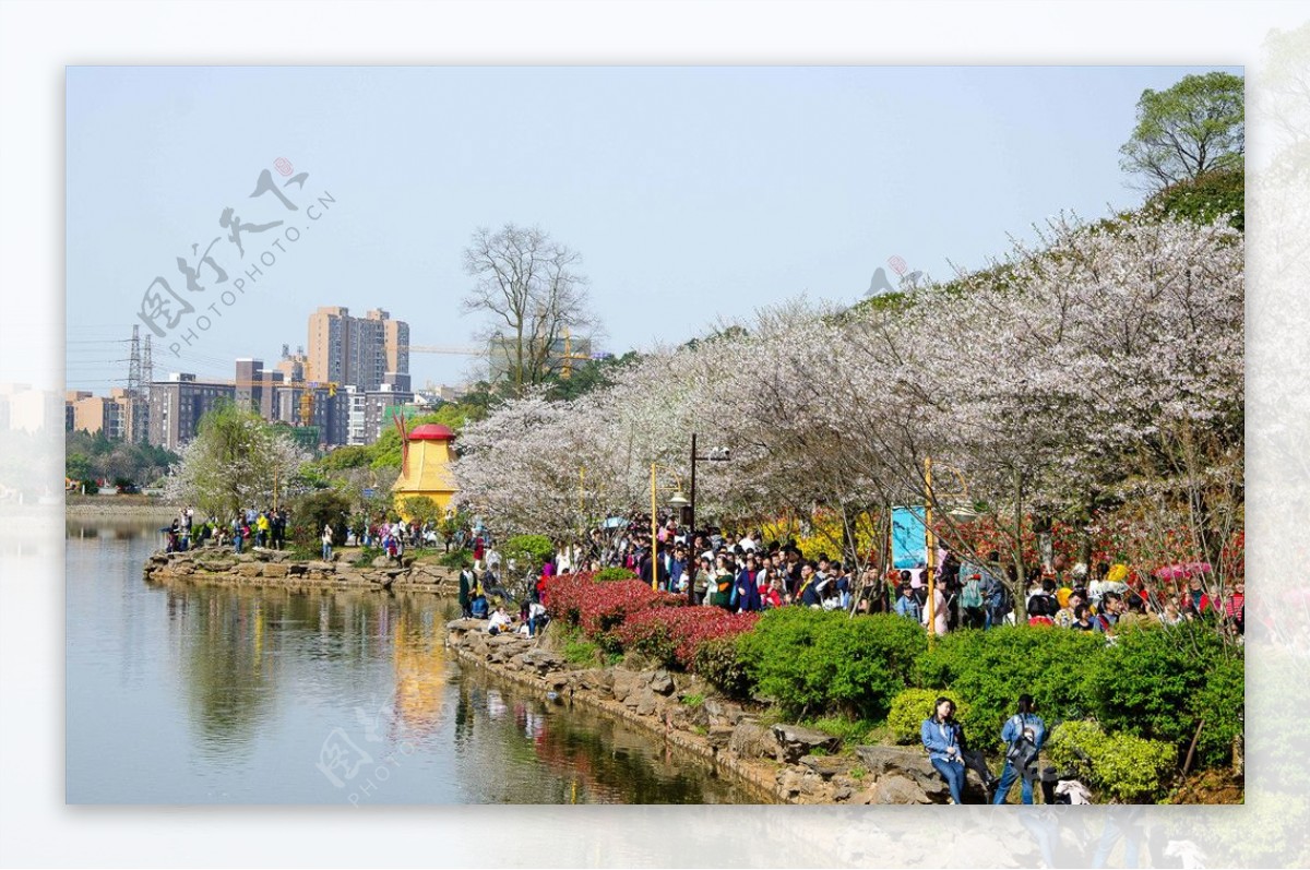 湖南省植物园樱花湖畔