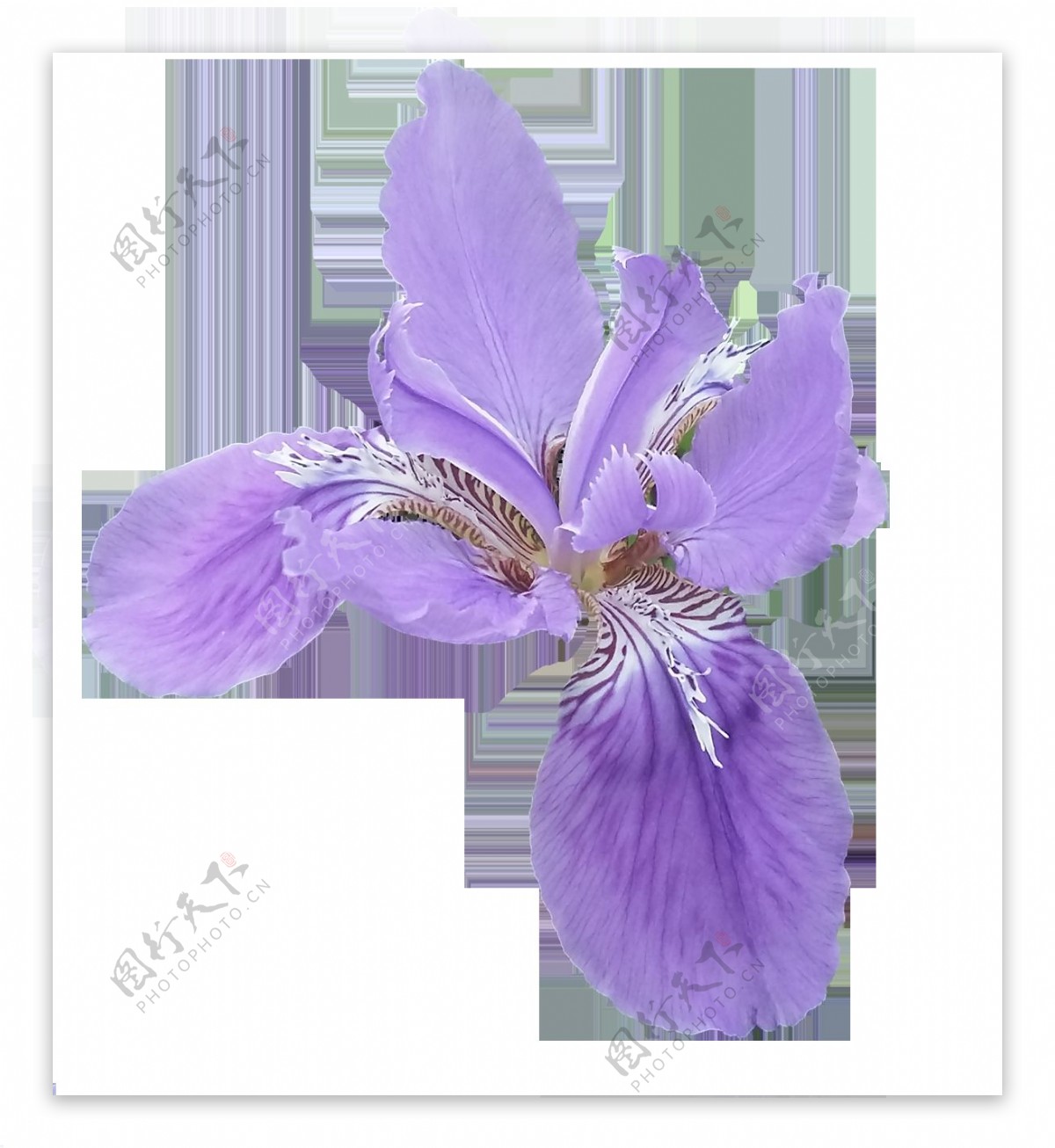 鸢尾花花朵透明素材