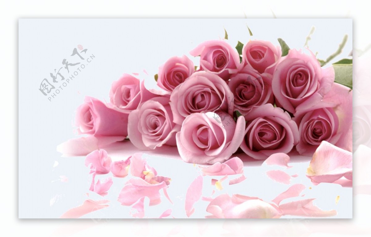 粉色背景玫瑰花