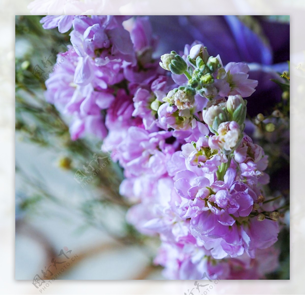 鲜花紫罗兰