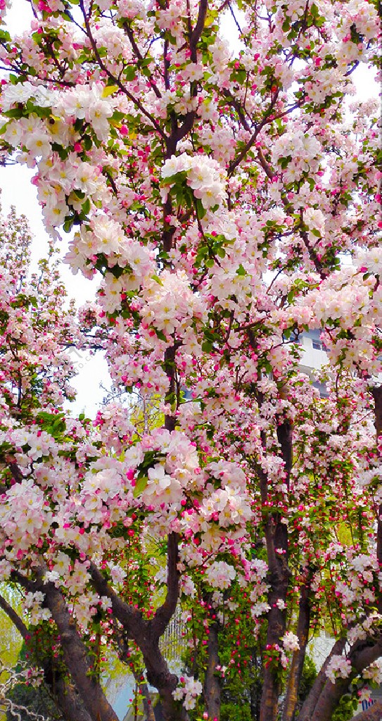 粉色桃花摄影图